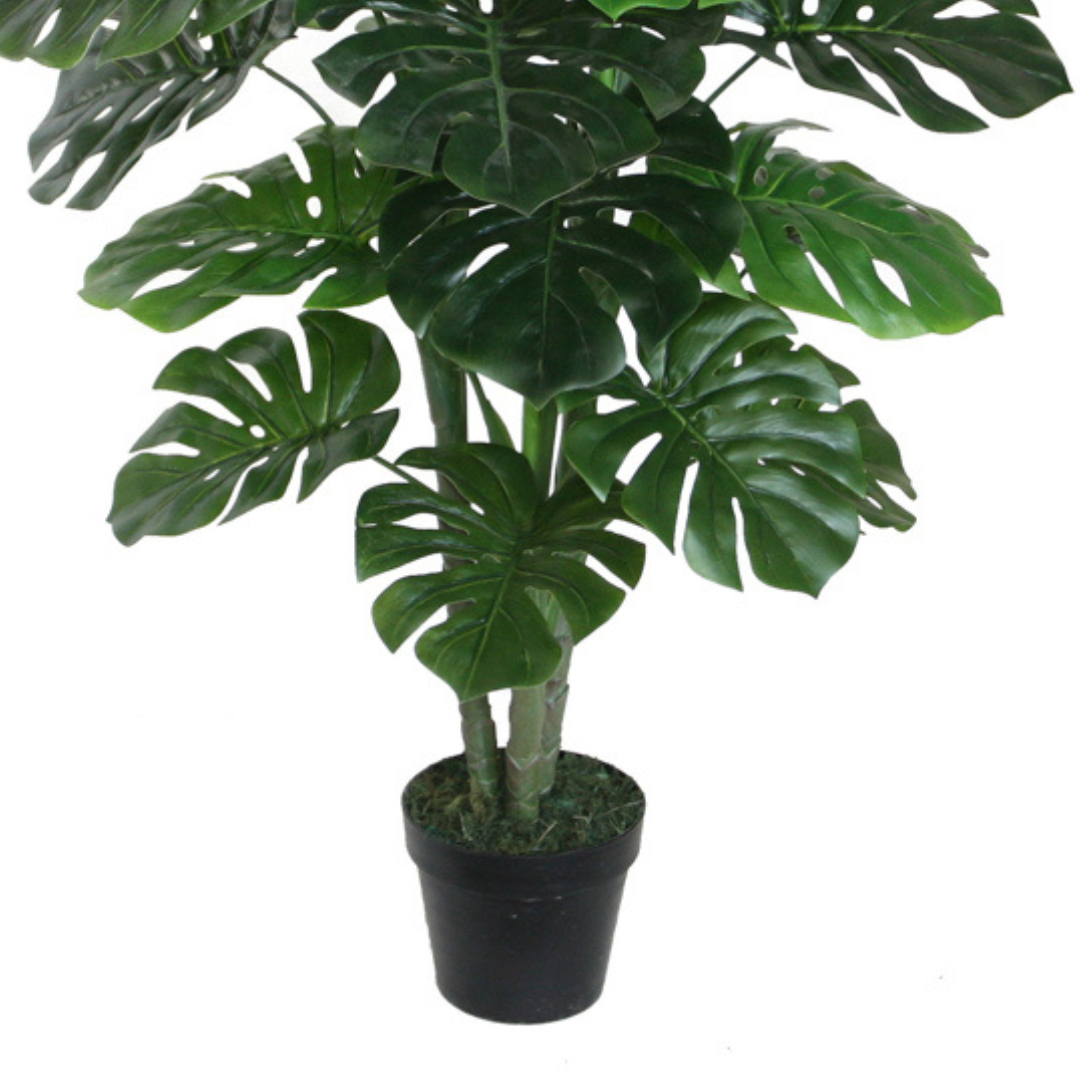 Monstera Black Pot 120cm