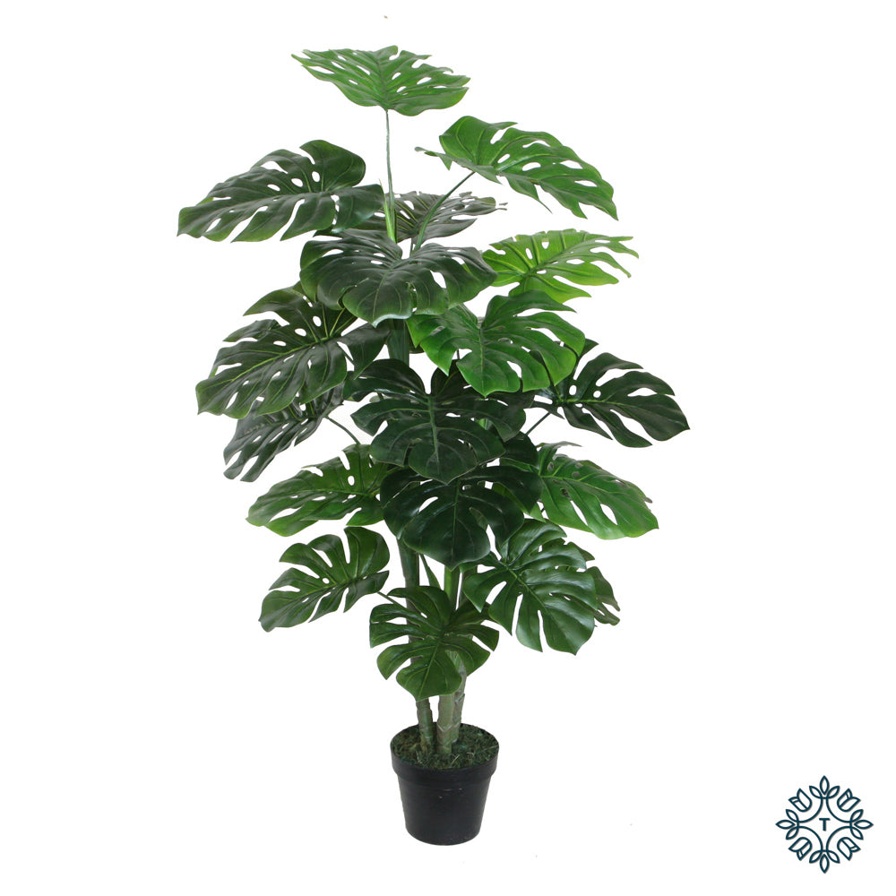 Monstera Black Pot 120cm