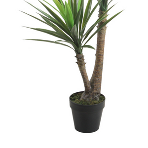 Yucca Black Pot 120 cm