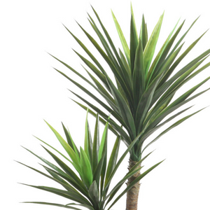 Yucca Black Pot 120 cm