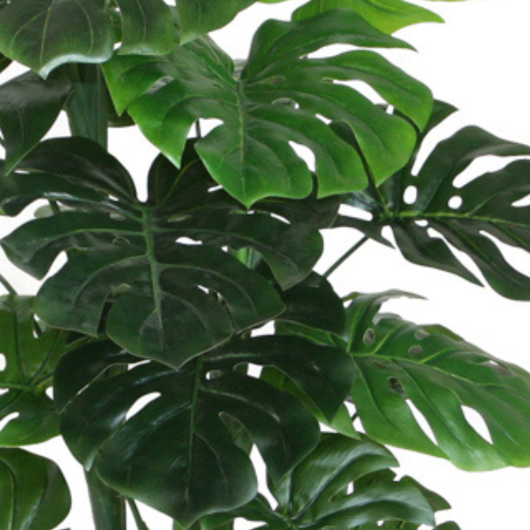 Monstera Black Pot 120cm