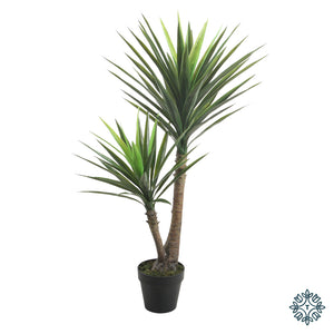 Yucca Black Pot 120 cm